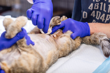 A person, who is wearing protective blue gloves, is carefully examining a cat