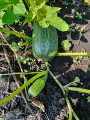 Green Zucchini Growing in Garden, zucchini in the garden