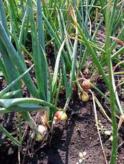 Onion Plants Growing in Soil, vegetables in the vegetable garden