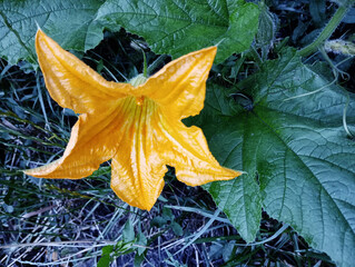 Close-up of a vibrant orange pumpkin flower in natural light