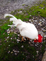 White rooster pecking at the ground, white duck in the garden