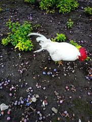 White rooster foraging on the ground among plums and small green plants, white rooster in the garden