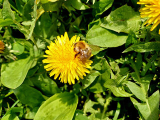 Bee collecting nectar from vibrant dandelion flower in sunny garden during springtime