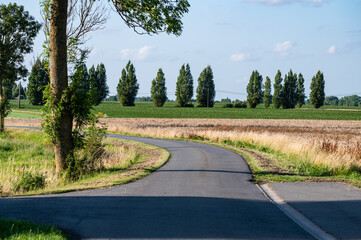 Golden farmland and trees at the Flemish countryside in Pollinkhove, Lo Reninge, West Flemish Region, Belgium