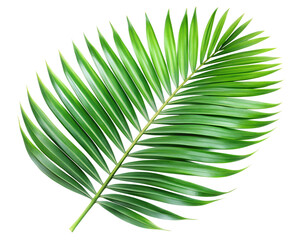 Obraz premium A vibrant green palm leaf isolated on a transparent background