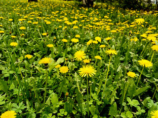 Vibrant field of yellow dandelions blooming in springtime sunlight