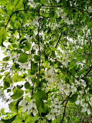 Blossoming white flowers among vibrant green leaves in a lush garden during spring