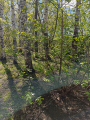 Lush green forest with birch trees and sunlight filtering through leaves during a sunny day in springtime