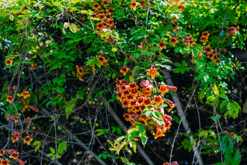 Bignonia capreolata plant with yellow and red flowers