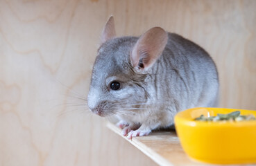 chinchilla eats its food from a bowl on a background