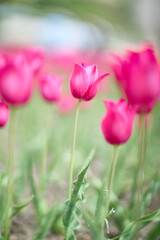 A beautiful field of soft pink tulips with elegant stems, captured with a shallow depth of field, creating a dreamy bokeh background of blurred green and pink, symbolizing spring.