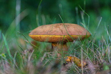 A solitary mushroom stands out vividly amidst the lush green grass of a serene landscape