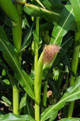 A lush rich cornfield featuring developing ears of corn ready for harvest and growth