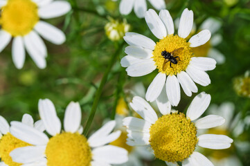 Delicate Daisies are displaying a beautiful insect on the lovely floral surface of nature