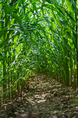 A Picturesque and Vibrant Green Cornfield Pathway Nestled Amidst Tall Corn Stalks
