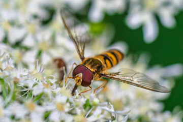 A Vibrant and Colorful Hoverfly Resting on White Flowers in the Beauty of Nature