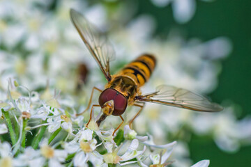 A Vibrant and Colorful Hoverfly Resting on White Flowers in the Beauty of Nature