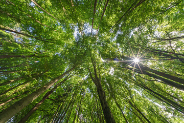A Serene Forest Canopy Beautifully Lit by Sunlight Filtering Through the Leaves Above