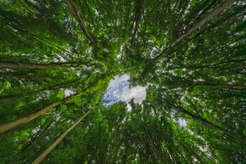 A breathtakingly serene view of sunlight gently filtering through a beautiful canopy of trees