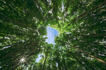 A breathtakingly serene view of sunlight gently filtering through a beautiful canopy of trees