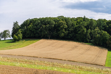 Vibrant and Lush Agricultural Landscape Featuring Rolling Hills, Verdant Fields, and Trees