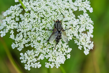 Admire a fly on a delicate white flower up close, revealing natures intricate details