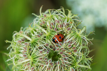 A Ladybug resting on an exceptionally Unique Cluster of Stunning Flowers and Flora