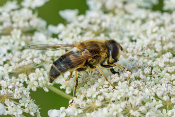 A Vibrant and Colorful Hoverfly Resting on White Flowers in the Beauty of Nature
