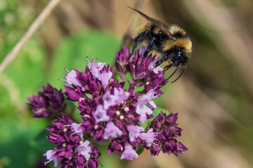 A beautiful bee diligently pollinating a vibrant purple flower amidst the wonders of nature