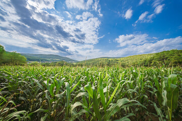 A Vast Cornfield Spread Out Under a Bright Blue Sky, Rich in Agricultural Diversity and Life