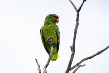 Perico corona lila pertrechado en una rama.
