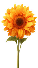 High resolution vector image of a sunflower, executed in stylized realism: graceful overlapping petals and natural color transitions create depth without physical contact with the background. The hove