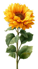 High resolution vector image of a sunflower, executed in stylized realism: graceful overlapping petals and natural color transitions create depth without physical contact with the background. The hove