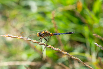 A dragonfly sits on a stalk of grass
