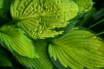 Green leaves of Hosta plant. Natural background. Hosta Undulata Mediovariegata.