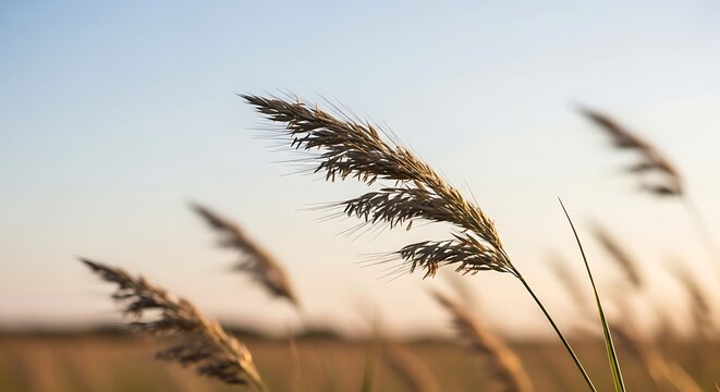 Golden Hour Grasses: A Symphony of Sunlight and Nature's Gentle Dance, Serene Grasses in the Soft Glow of Dawn: Embracing Tranquility in a Natural Meadow