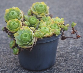 Aeonium aureum succulent mature plant