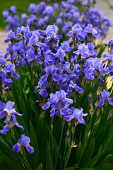 Spring floral pattern Iris germanica.Beautiful blue flowers in the garden. Spring violet iris...