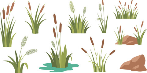 Cartoon cattails and grass set, swamp and wetland plant illustrations, natural pond vegetation, riverbank foliage, flat design landscape elements