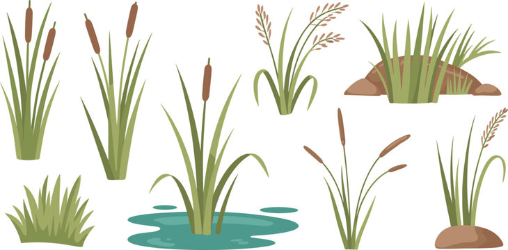 Cartoon cattails and grass set, swamp and wetland plant illustrations, natural pond vegetation, riverbank foliage, flat design landscape elements