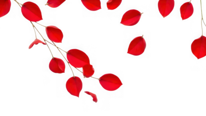 Bright red leaves on a branch create a vibrant and colorful autumn background design isolated on transparent background