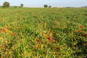 Summer Agriculture: Tomato Field Ready for Harvest.