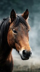 Obraz premium Brown horse with a flowing mane stands majestically against a blurred dark background at dusk