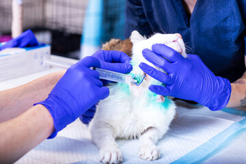 A veterinarian is carefully administering an injection into a kittens ear