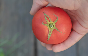 Fresh Organic Tomato Held in Hand - Close Up of Ripe Red Vegetable Outdoors
