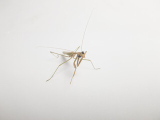 Close-up of a praying mantis on a plain white background. Minimalist macro shot showing detailed eyes and antennae, ideal for nature and insect-themed content.