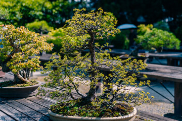 Japanese White Beech Bonsai Tree, Fagus crenata Outdoor in a Garden