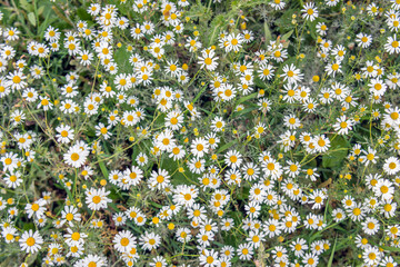 Many flowering chamomile plants in grassland seen from above on a sunny day in the summer season.