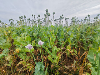 Fresh green poppy heads on field