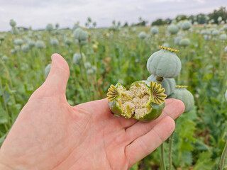 Open poppy head with white seeds in fengers. Hand hold